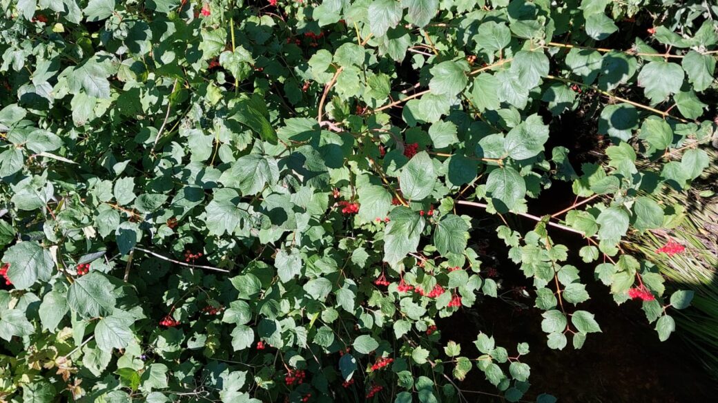 Rallatuksen ihmeellinen voima